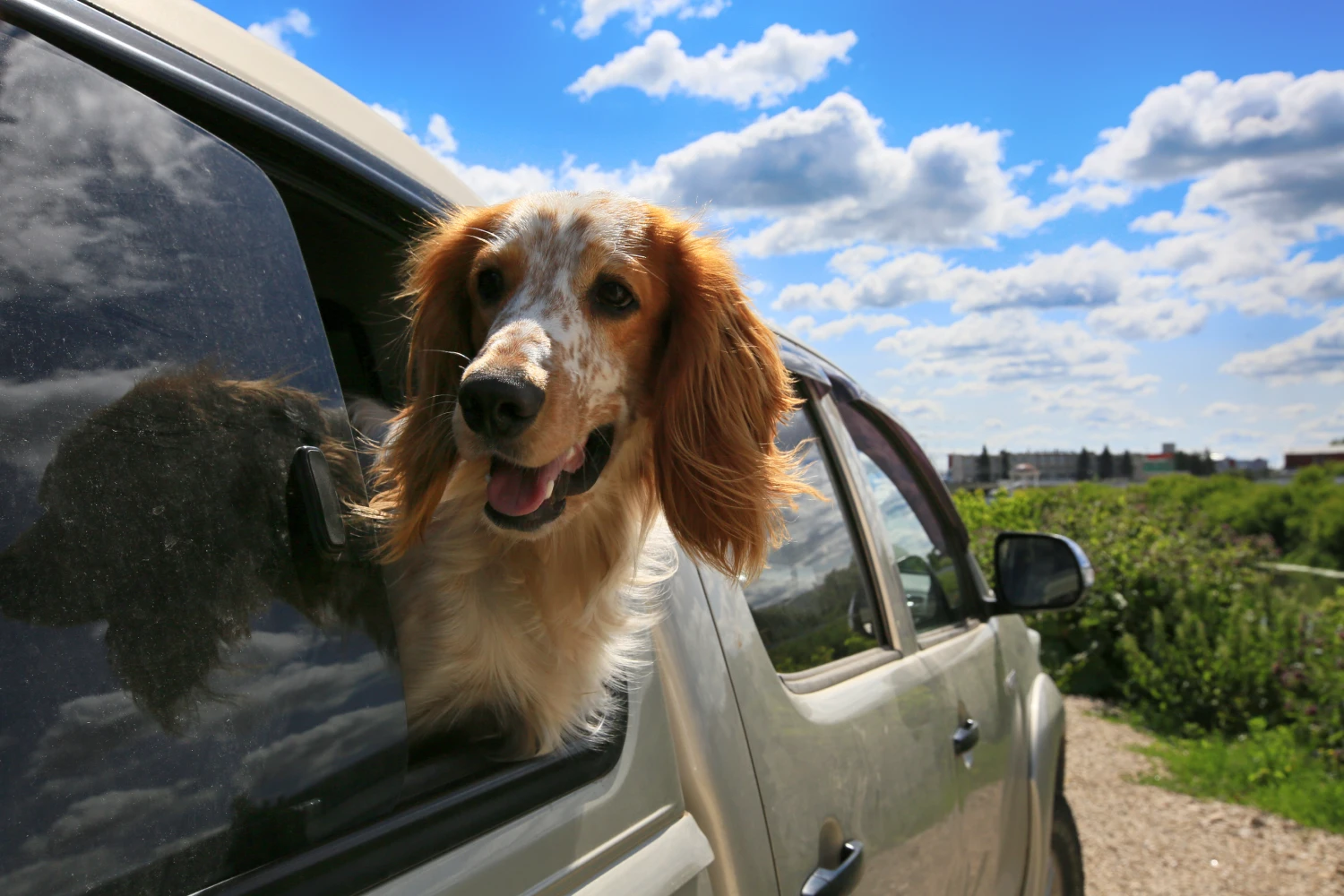 Nissan Murano Dog Car Seat for Brittany Spaniels