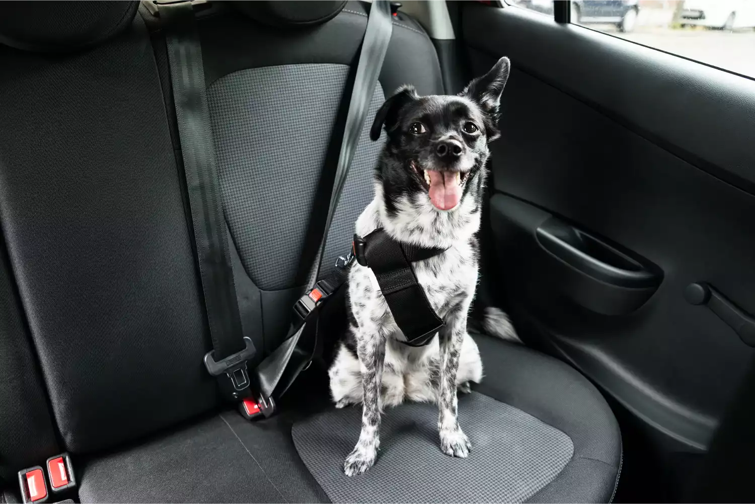 Cardigan Welsh Corgis  Dog Safety Belt for Toyota Camry